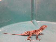Anolis sagrei