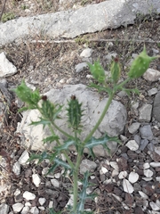Argemone grandiflora