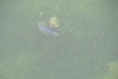 Cyprinodon nevadensis mionectes