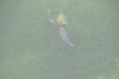 Cyprinodon nevadensis mionectes