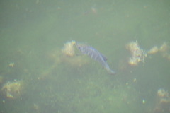 Cyprinodon nevadensis mionectes