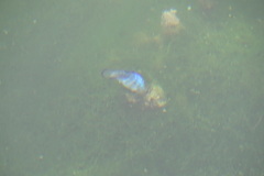 Cyprinodon nevadensis mionectes