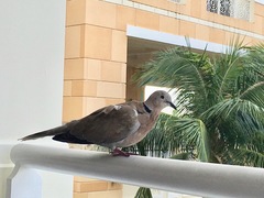 Streptopelia decaocto