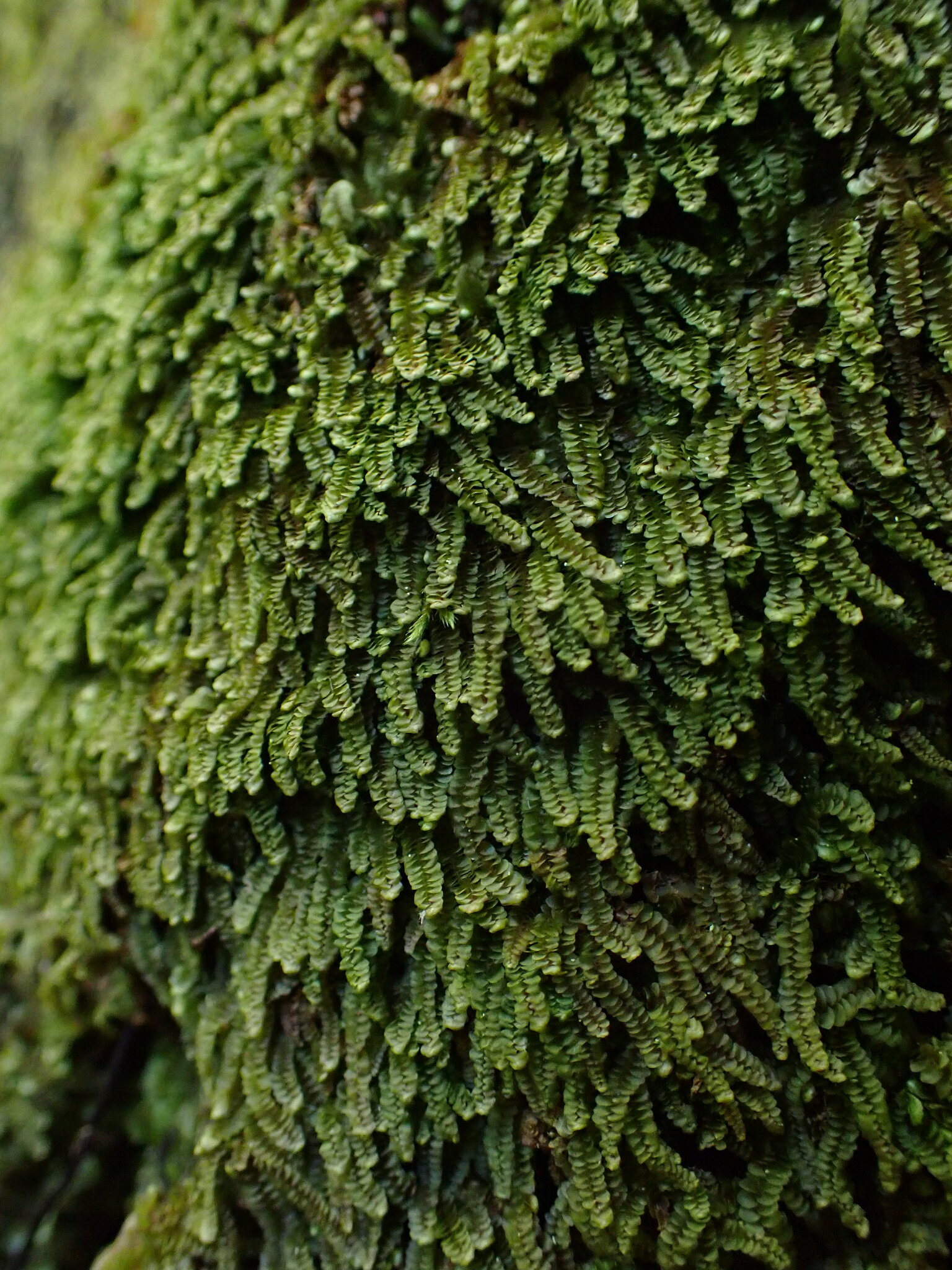 Calypogeia suecica