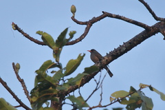 Hypsipetes ganeesa