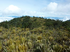 Espeletia occidentalis