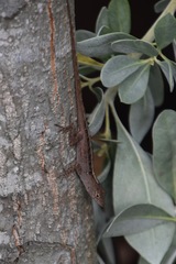 Anolis sagrei