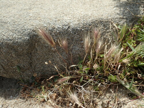 Hordeum murinum iNat (3)