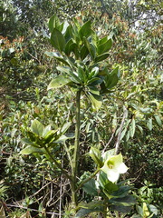 Symbolanthus pterocalyx