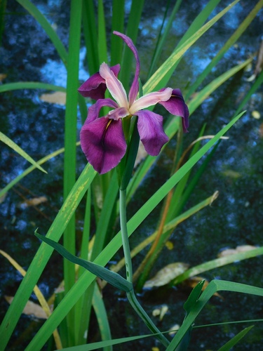 Iris X vinicolor