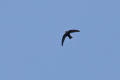 Apus affinis