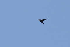 Apus affinis