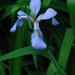 Iris virginica - Photo (c) Michael J. Papay,  זכויות יוצרים חלקיות (CC BY), הועלה על ידי Michael J. Papay