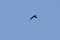Apus affinis