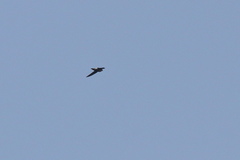 Apus affinis