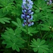 Sundial Lupine - Photo (c) Michael J. Papay, some rights reserved (CC BY), uploaded by Michael J. Papay
