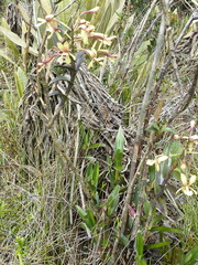 Epidendrum cylindraceum