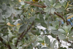 Conocarpus erectus