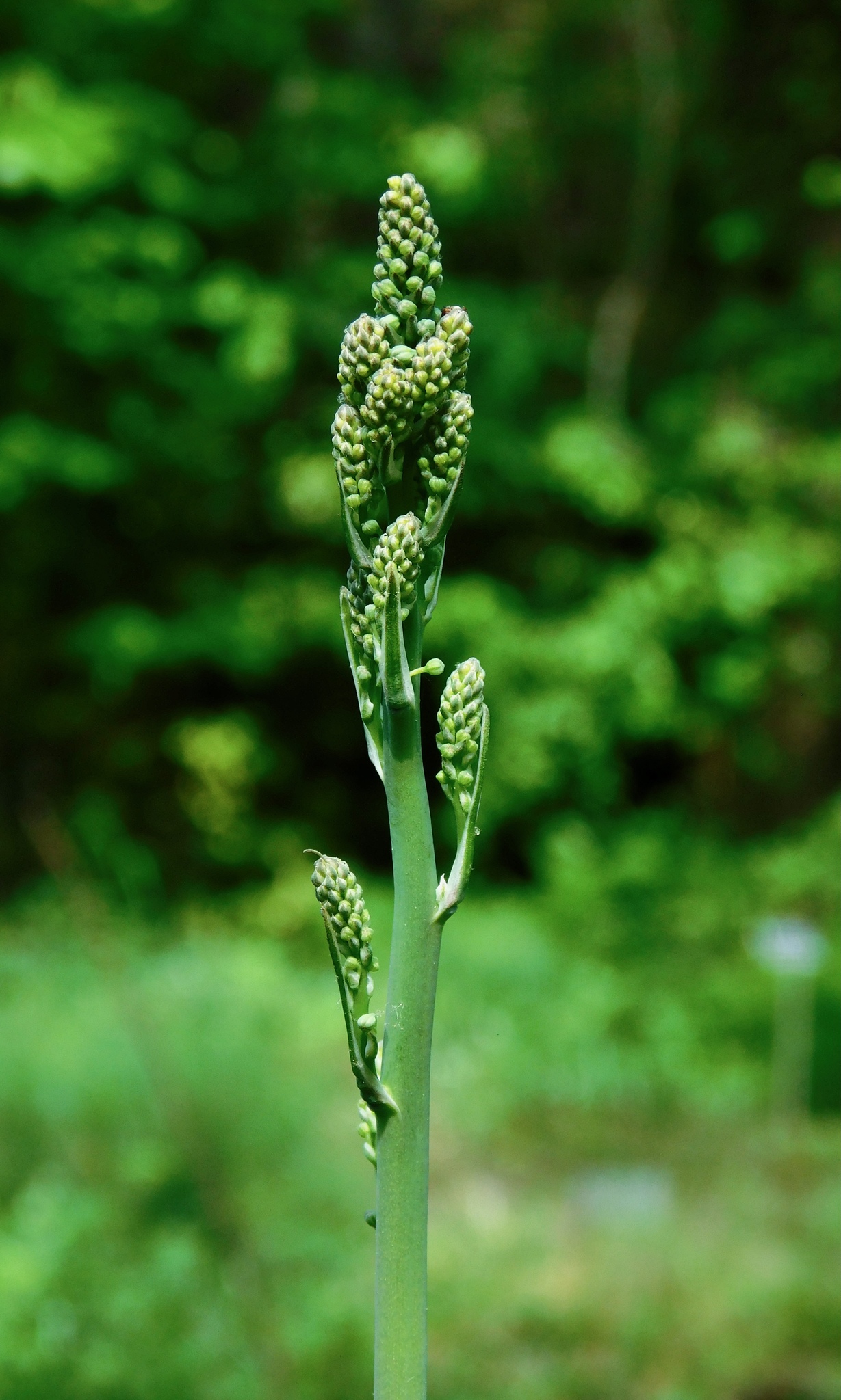 Nolina georgiana