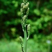 Georgia Beargrass - Photo (c) Michael J. Papay, some rights reserved (CC BY), uploaded by Michael J. Papay