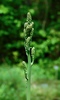 Georgia Beargrass - Photo (c) Michael J. Papay, some rights reserved (CC BY), uploaded by Michael J. Papay