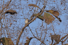Gymnoris xanthocollis