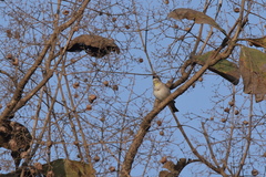 Gymnoris xanthocollis