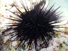 Echinodermata