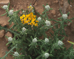 Achillea cretica