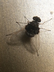 Chrysopilus basilaris