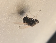 Chrysopilus basilaris