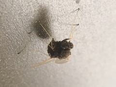 Chrysopilus basilaris