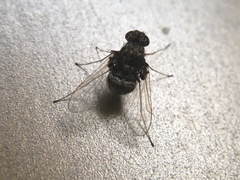 Chrysopilus basilaris