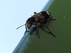Clerus mutillarius