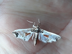 Neoleucinodes elegantalis
