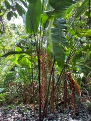 Heliconia vellerigera image