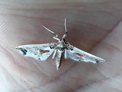 Neoleucinodes elegantalis