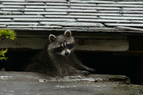 Common Raccoon photographed in Massachusetts
