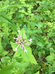 Valeriana pauciflora