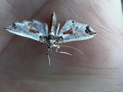 Neoleucinodes elegantalis
