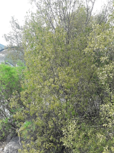 Image of Helietta parvifolia by (c) José Gerardo Velasco, some rights reserved (CC BY-SA)