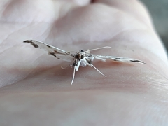 Neoleucinodes elegantalis