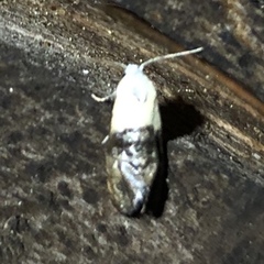 Eugnosta erigeronana