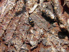 Glischrochilus hortensis