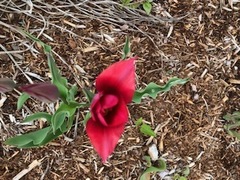 Tulipa
