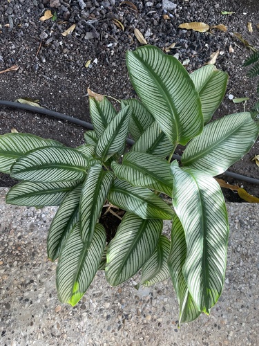 Foto de Maranta Riscada