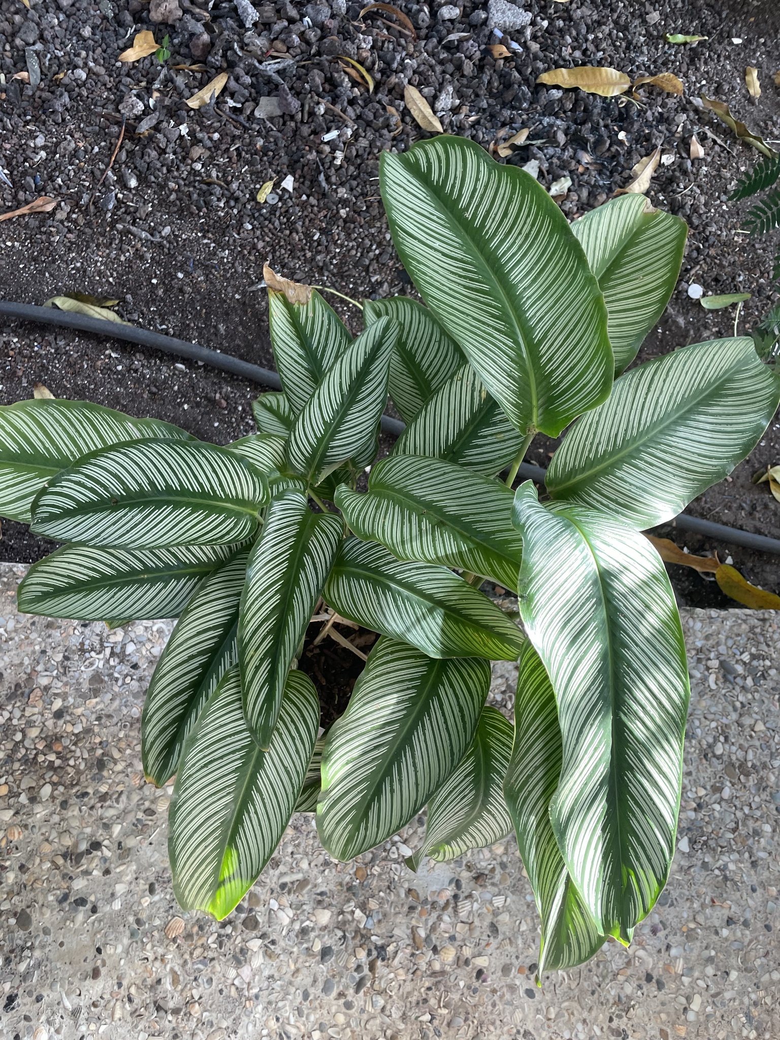 Imagem de Maranta Riscada