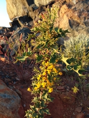 Berberis dictyota