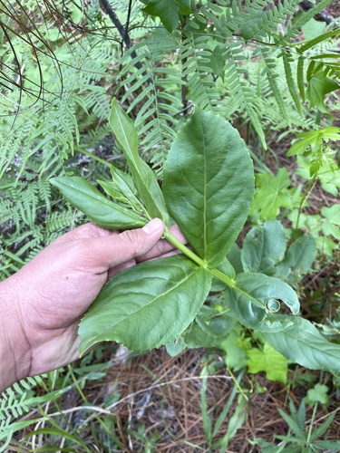 Physostegia digitalis, photograph 5