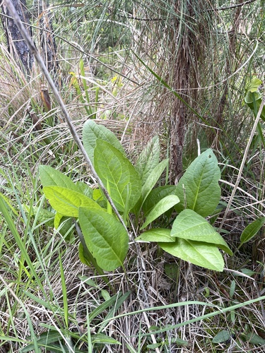 Sabine Coneflower (Rudbeckia scabrifolia)